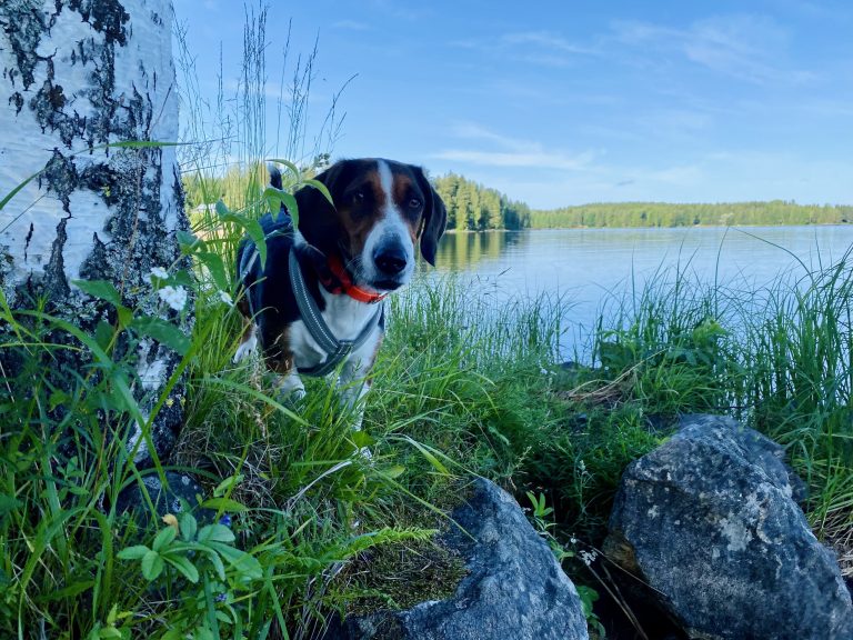 MiniRex-koiratutka metsästyskoiralla.