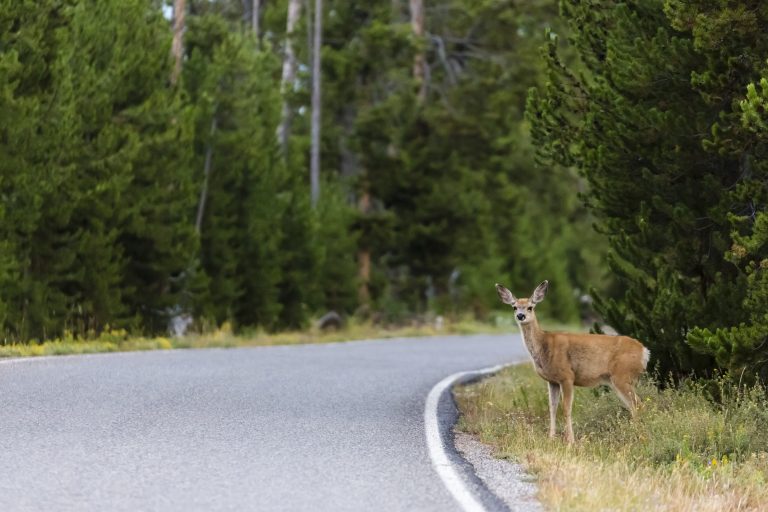 Kauris tähyilee tielle.