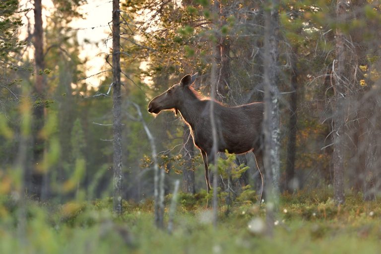 Hirvi metsässä.