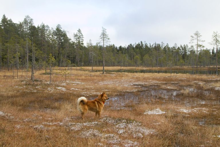 Suomenpystykoira suolla.